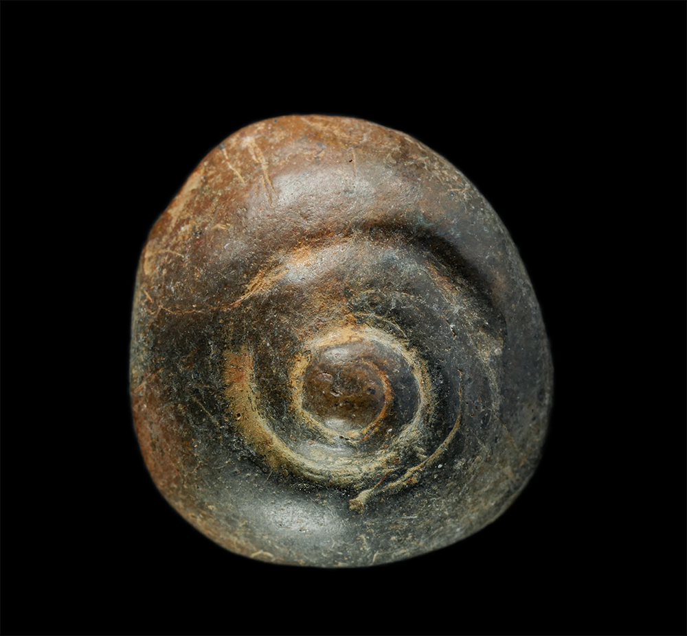 3Dec24 (224)p.jpg - พระกำแพงซุ้มกอ พิมพ์หลังก้นหอย กรุวัดพิกุล จ.กำแพงเพชร | https://kamulet.in.th